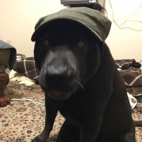 Meet your Posher, Lisa - Picture 2 of 11